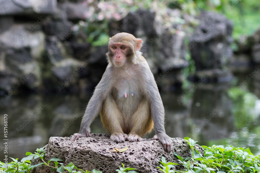 Naklejka premium adult female rhesus monkey sits on a large stone