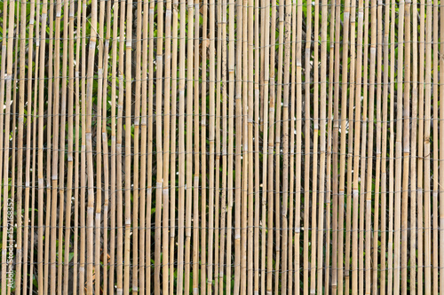 Yellow Reed Fence Pattern