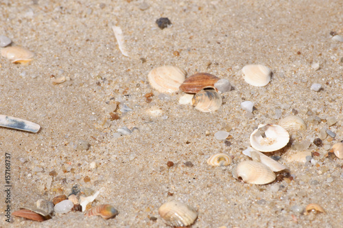 natürlicher Strandsand - mit kleinem Treibgut - in intensivem Sonnenlicht eines heißen Sommertags 