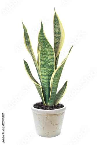 House plant Sansevieria