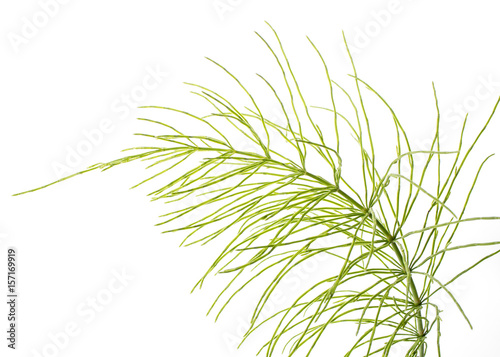 Equisetum arvense - Horsetail herb