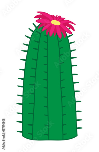 Cute cactus vector illustration, green cactus plant with pink flower on top, dark pink blossom with yellow center, flowering cactus cartoon drawing isolated on transparent background.