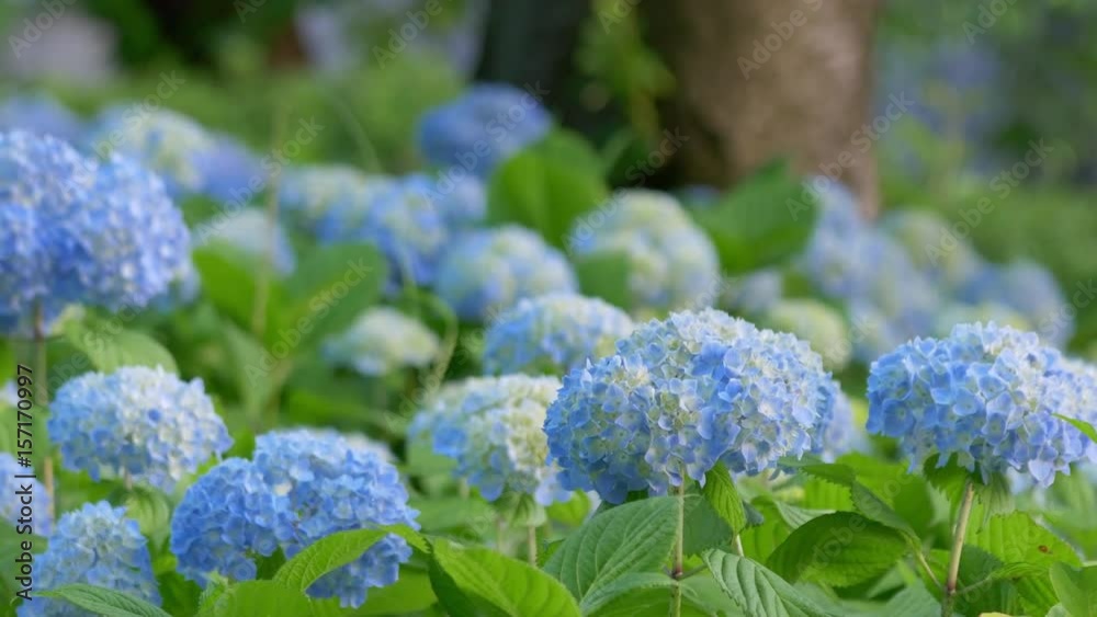 Blue hydrangea dancing in wind
Blue hydrangea dancing in wind