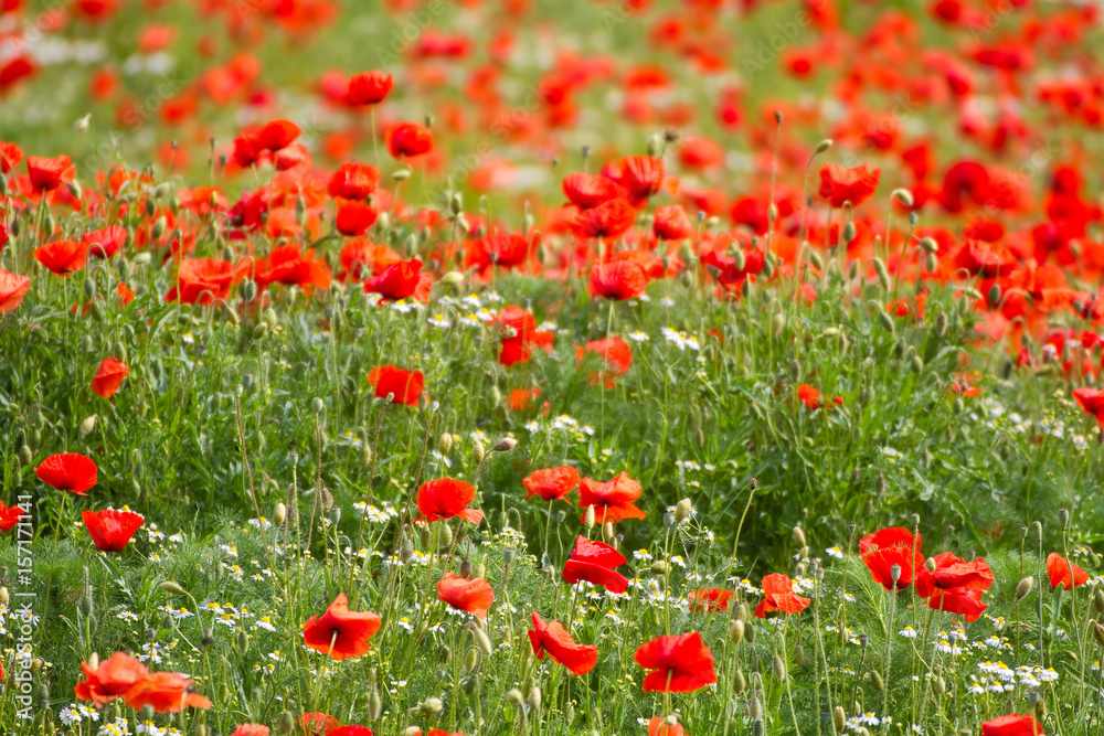  Blumenfeld mit rotem Klatschmohn