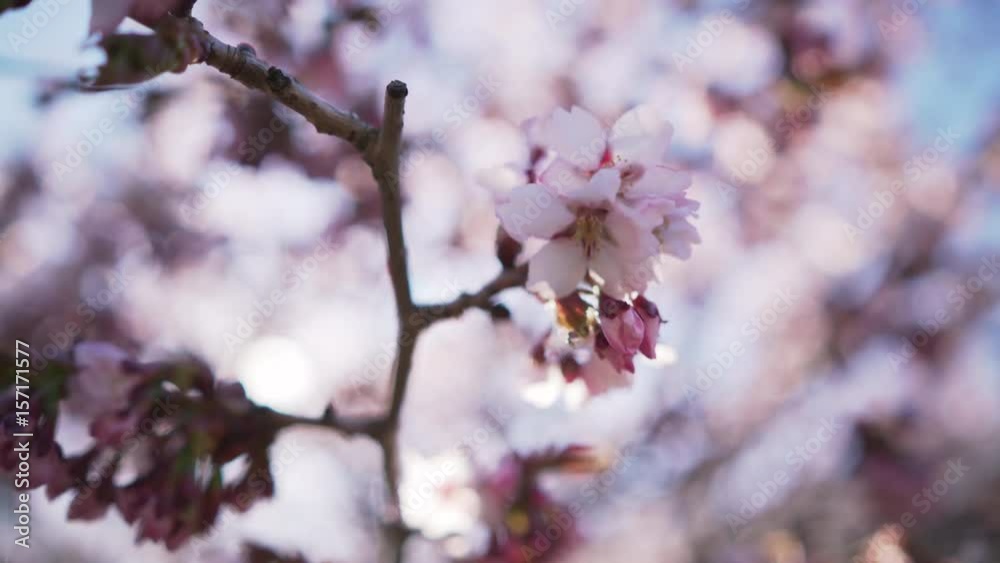 Handheld closeup shot of sakura in bloom in sunny spring day, uhd prores footage Handheld closeup shot of sakura in bloom in sunny spring day, uhd prores footage