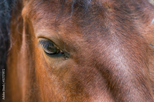 Eye  horse s muzzle as a background  backdrop or wallpaper. Shooting close-up.