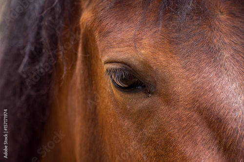 Eye  horse s muzzle as a background  backdrop or wallpaper. Shooting close-up.