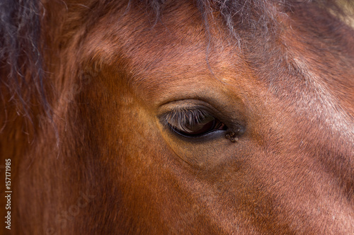 Eye, horse's muzzle as a background, backdrop or wallpaper. Shooting close-up.