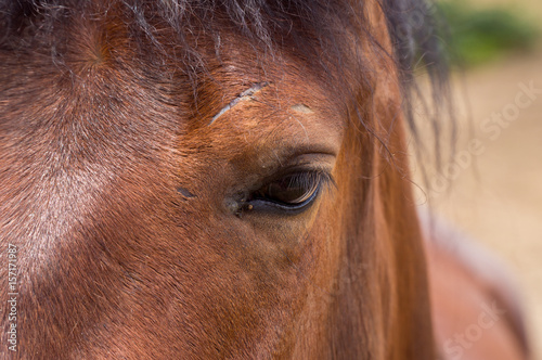 Eye, horse's muzzle as a background, backdrop or wallpaper. Shooting close-up.