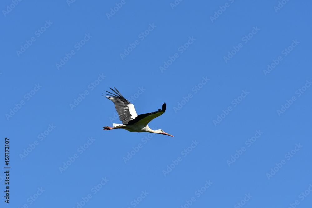 stork flying and walking on the meadow stork flying and walking on the meadow