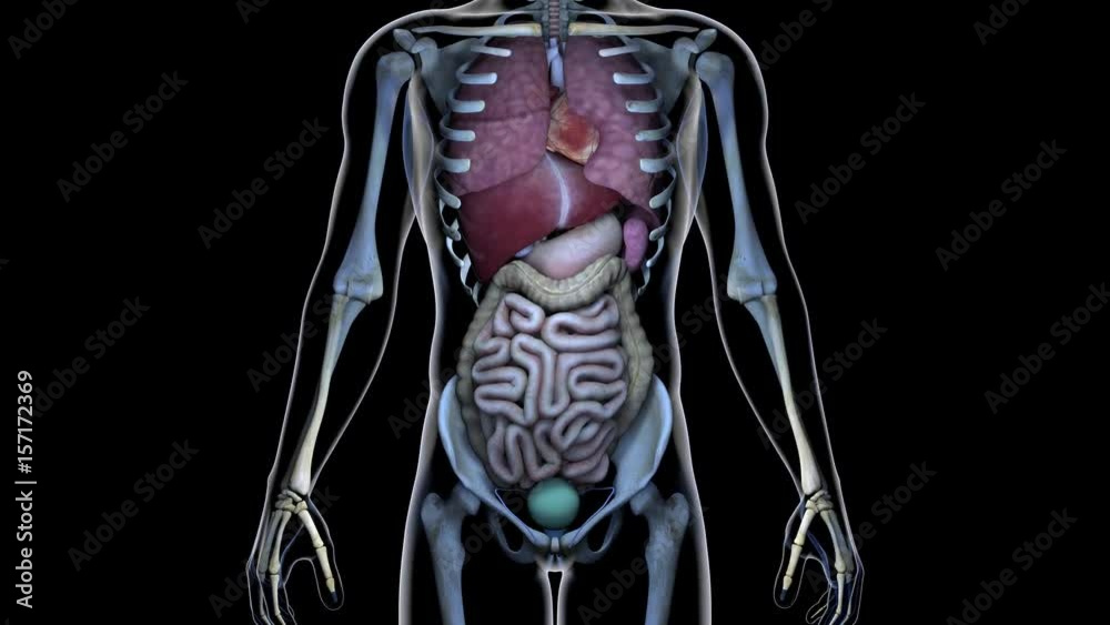 Healthy Internal Organs in a Transparent Human Body Anatomical 3D Animation