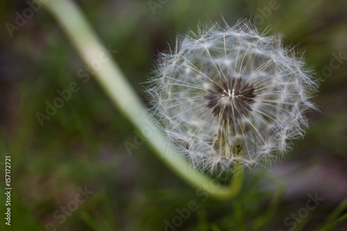 Magic dandelion