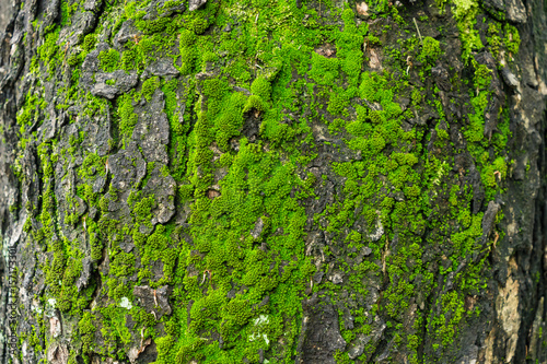 Green moss on the tree, Old Grey Bark Tree