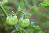 Green tomatoes growing on bush