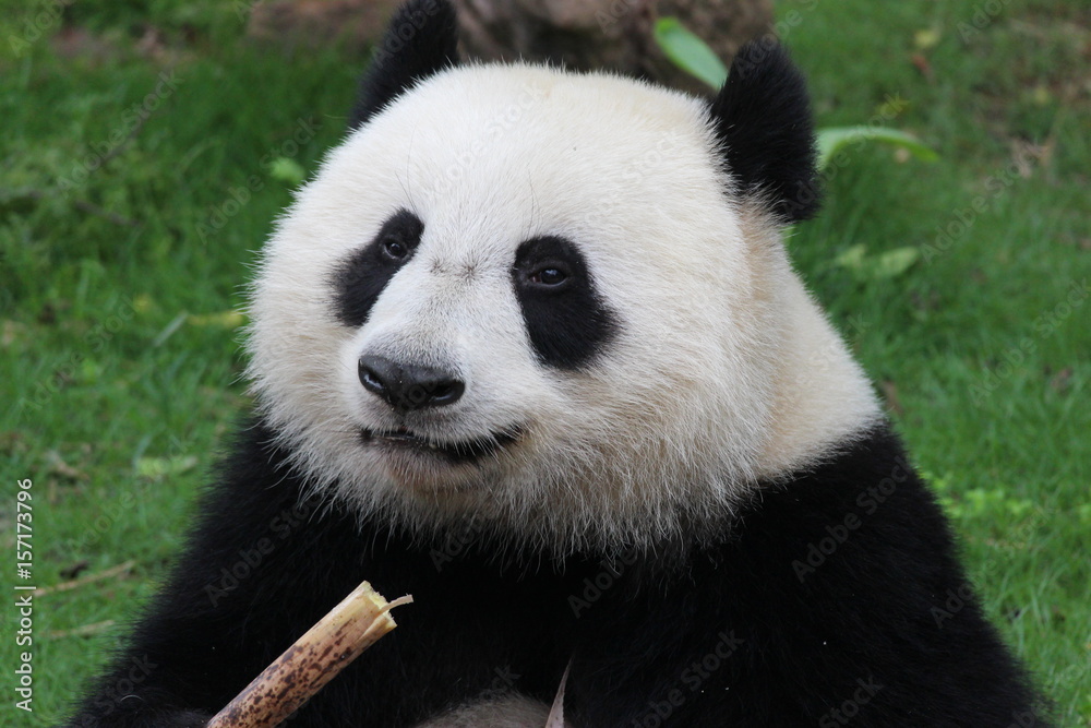 Sub-Adult Panda in China is eating bamboo shoot Sub-Adult Panda in China is eating bamboo shoot