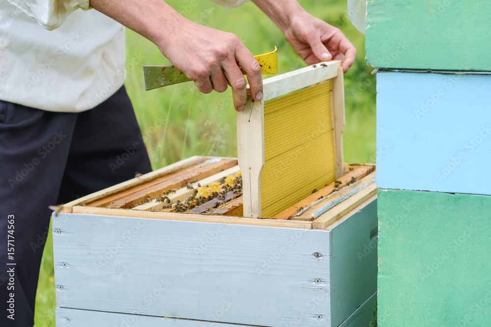 The beekeeper places the hive a new framework for honey. Honeycomb. The beekeeper places the hive a new framework for honey. Honeycomb.