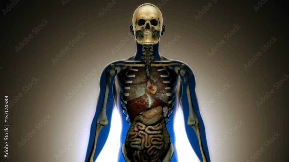 Internal Organs Get Sick in a Transparent Human Body Anatomical 3D Animation Internal Organs Get Sick in a Transparent Human Body Anatomical 3D Animation