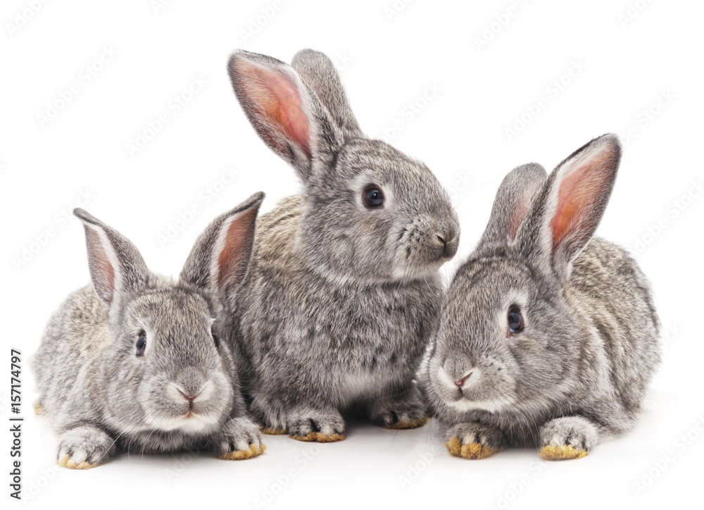 Three rabbits. Three rabbits.