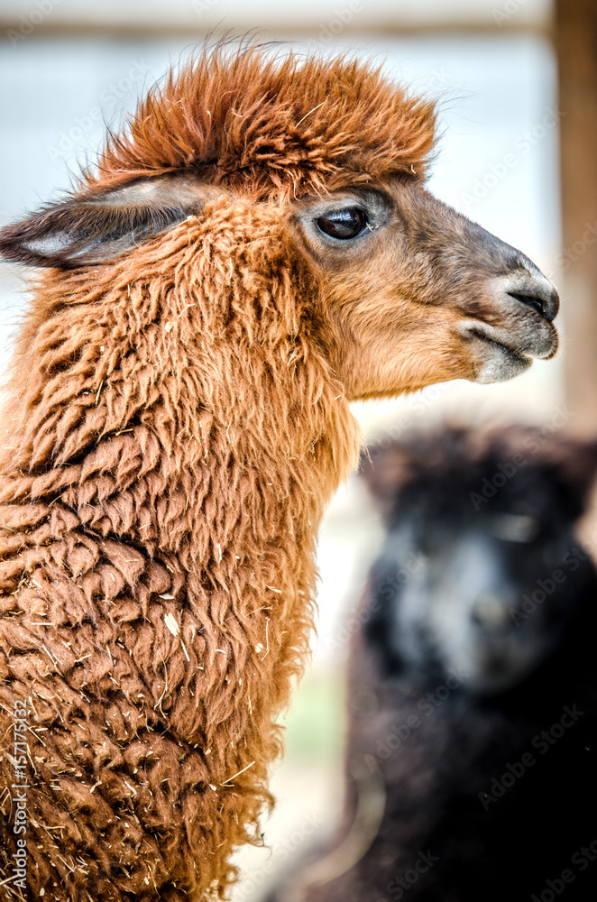 Fototapeta premium Portrait of a brown llama.
