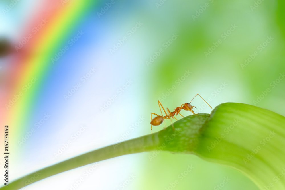 Fototapeta premium Action of Ants,insect,nature