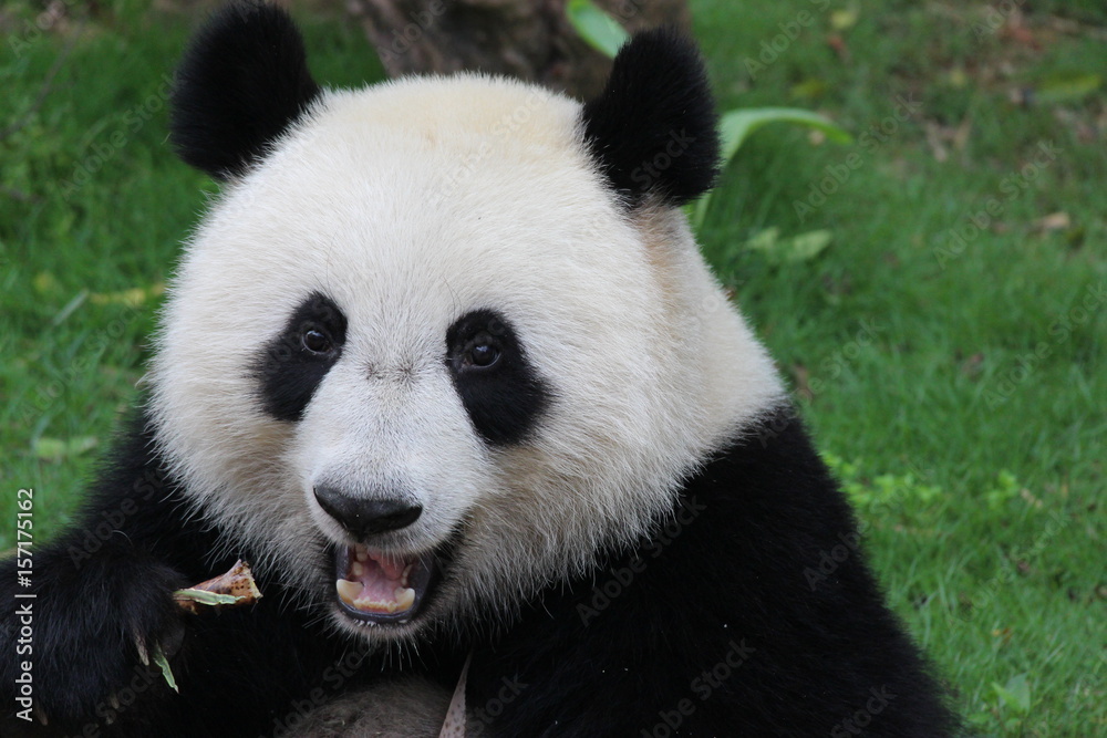 Fototapeta premium Fluffy playful panda in China