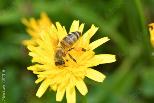 The bee polinates on the flower 