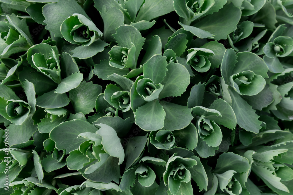 Creative natural layout made of green leaves Creative natural layout made of green leaves