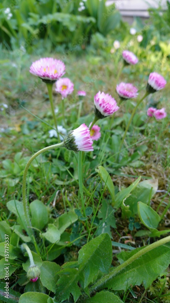 Clover in evening