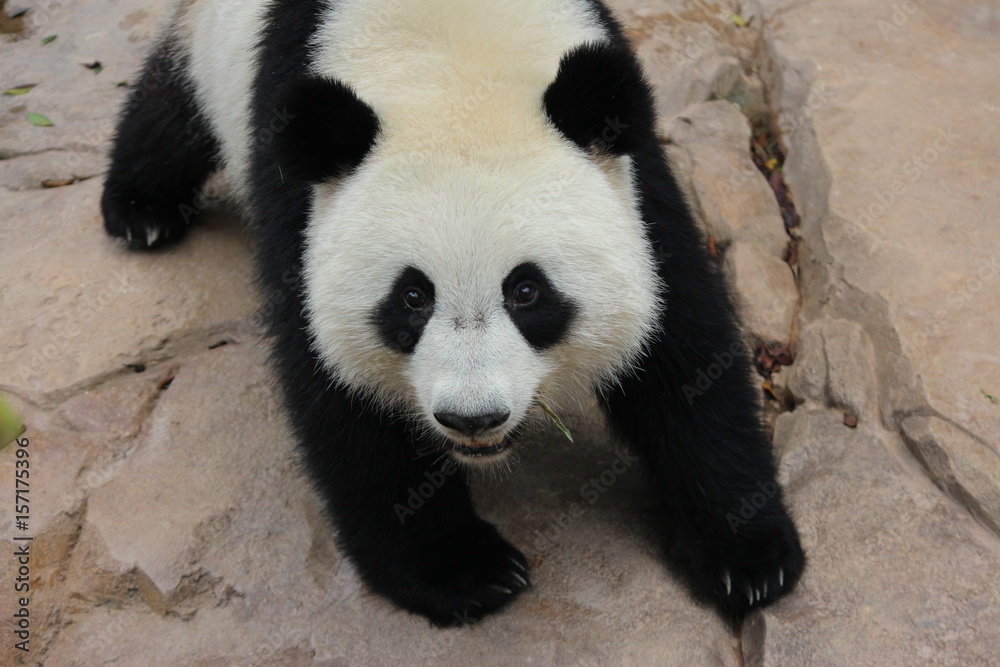 Fluffy playful panda in China Fluffy playful panda in China