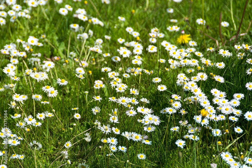 Grass daisies texture closeup