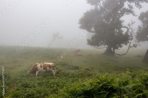 Bäume im Nebeleigen Feenwald, Mystische Landschaft