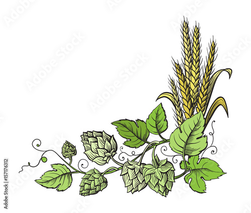 Wheat and beer hops branch with wheat ears, leaves and hop cones. Sketch and engraving design plant angular frame. All element isolated.