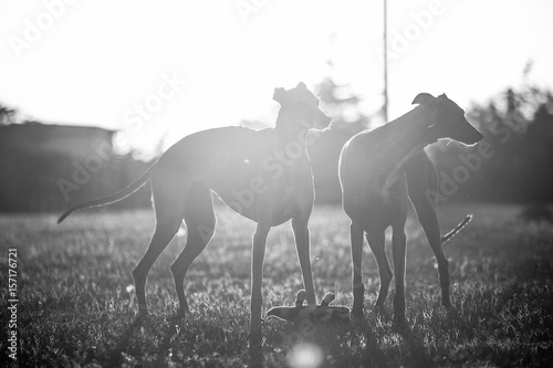 Greyhounds
