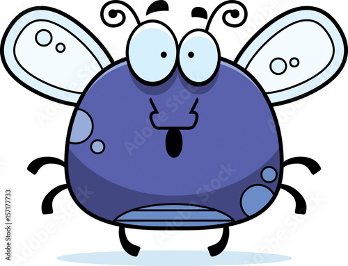 Surprised Little Fly
