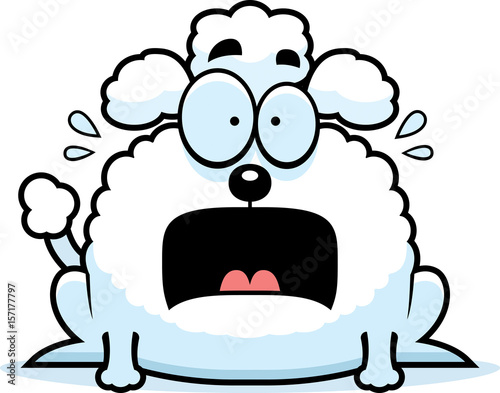 Terrified Little Poodle