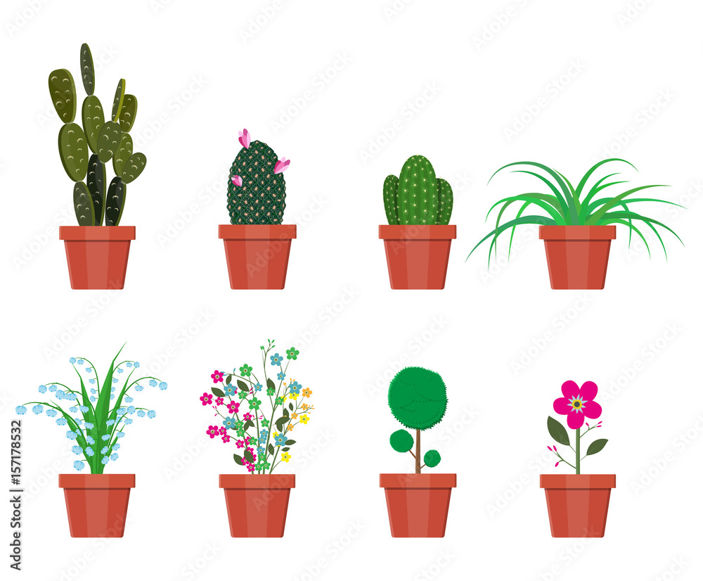 Fototapeta premium Various plants in flower pot.