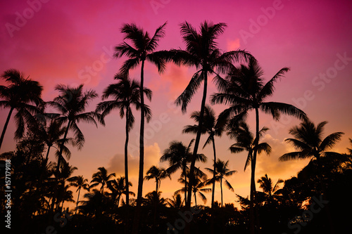 Palm trees silhouette on sunset tropical beach on Hawaii