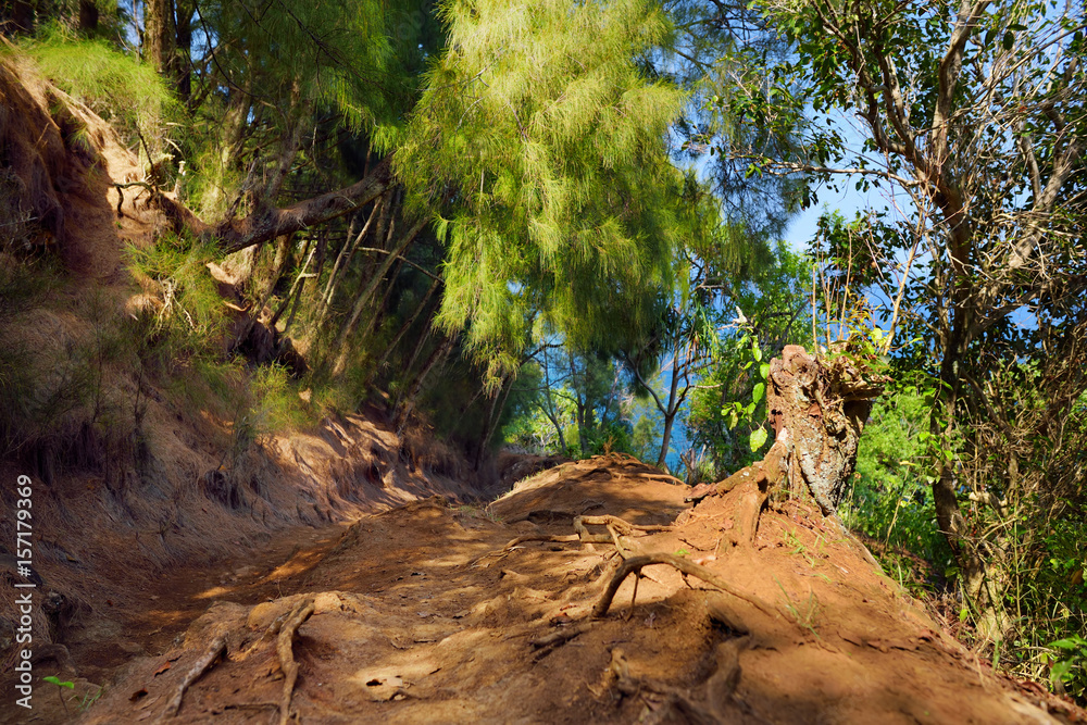 Beautiful Pololu loop trail located near Kapaau, Hawaii, that features beautiful wild flowers and stunning views to the Pololu Valley. Beautiful Pololu loop trail located near Kapaau, Hawaii, that features beautiful wild flowers and stunning views to the Pololu Valley.