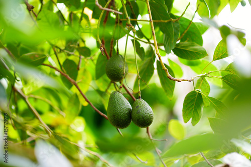 Bunch of fresh avocados ripening on an avocado tree branch