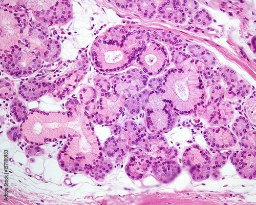 Obraz na plátne Mixed exocrine gland