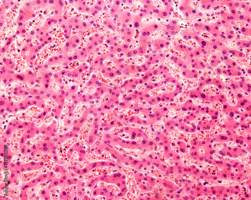 Human liver. Hepatocytes photo