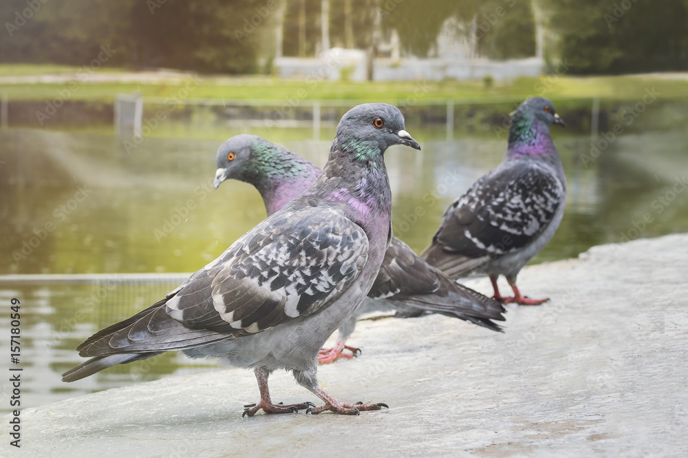 Three pigeons stand on the ground in the park, close-up.