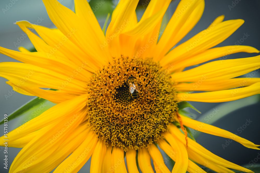Obraz premium Sunflower with bee.