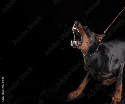 Dangerous dog barking Doberman