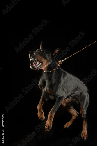 Фотография Aggressive dog on leash