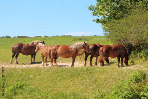 Troupeau de chevaux Trait Breton au pré