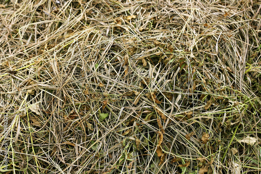 Background of dry grass.