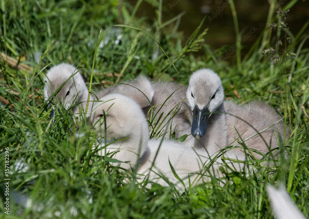 Two week old mute swan babies near a pond in the district of Buechenbach of the city of Erlangen Two week old mute swan babies near a pond in the district of Buechenbach of the city of Erlangen