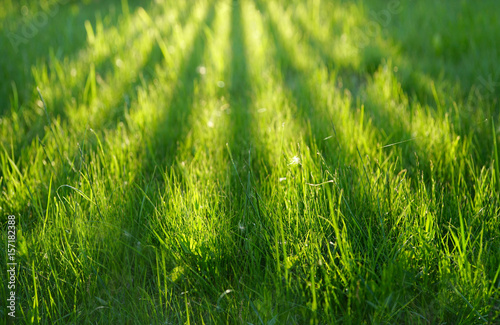Juicy young grass in the rays of sunlight in the early morning in the summer of spring. Beautiful grass with a shadow from a fence.