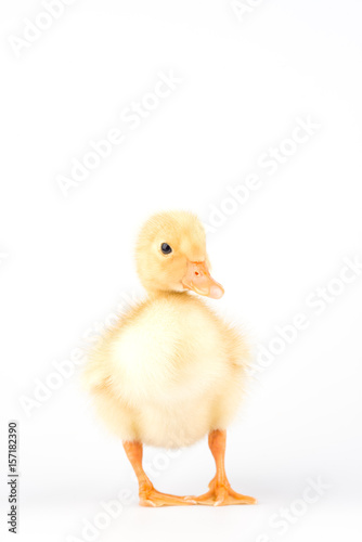 Little duck looking at camera